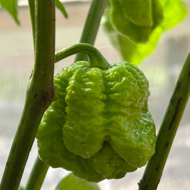 Moruga Trinidad Scorpion Pepper Seeds